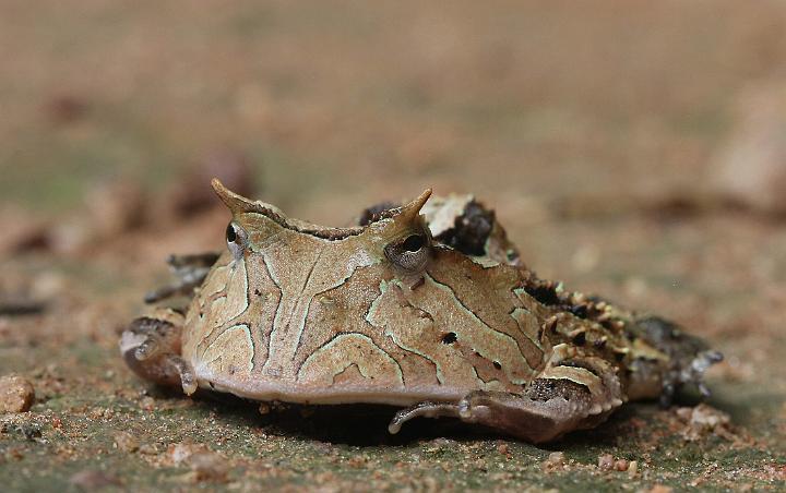 Amazon Horned Frog
