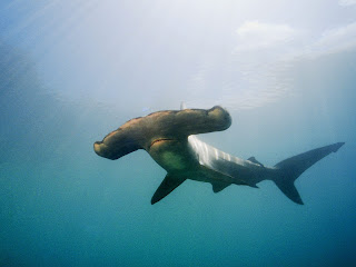 rechinul ciocan