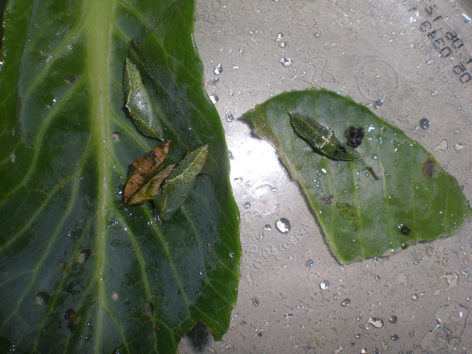 Science Projects Caterpillars in cocoons Ms. McLoughlin's Senior infants