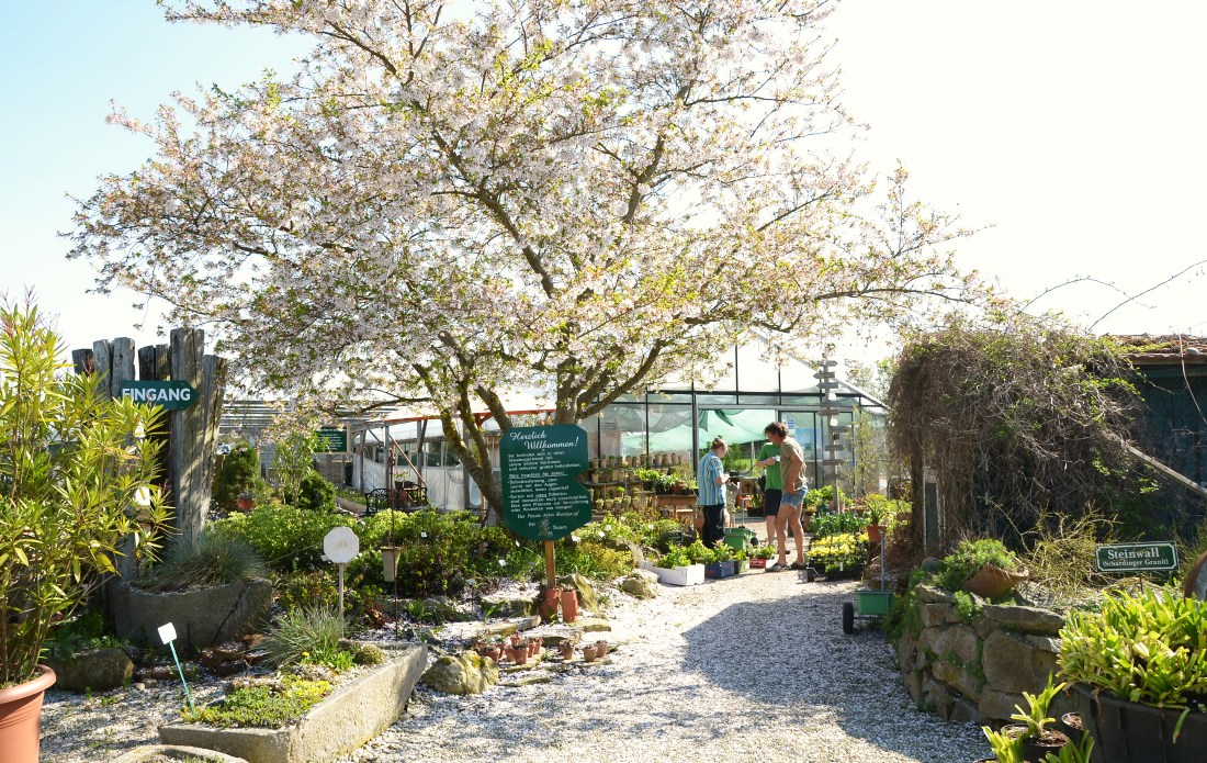 Storchschnabel Und Andere Stauden Gartnerei Sarastro