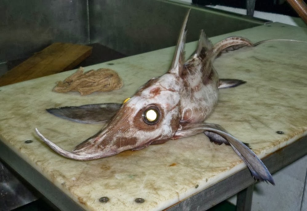 Longnosed Chimaeras Fishes World HD Images & Free Photos