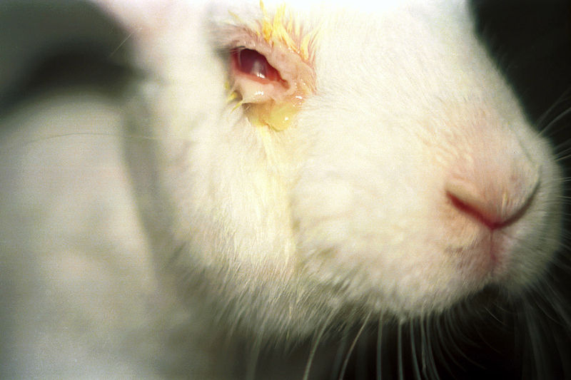 pros and cons of animal testing