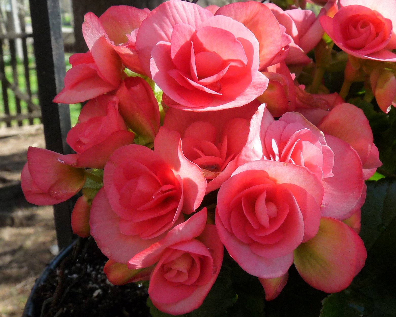 hill shepherd my new hiemalis begonias hill shepherd my new hiemalis begonias