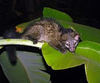 Periyar Wildlife Sanctuary