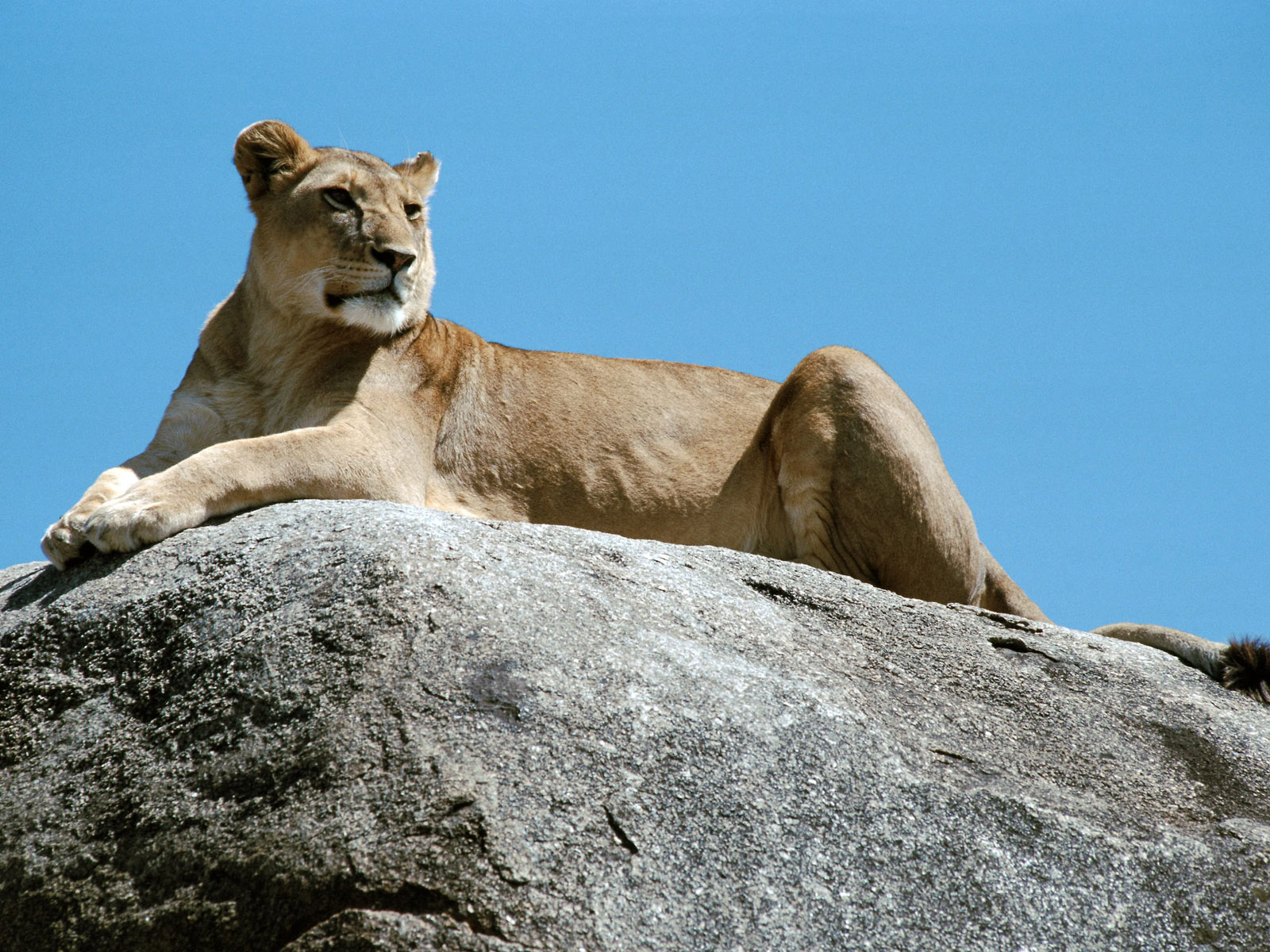 Wild Animals Names: HD Animals Wallpapers 3