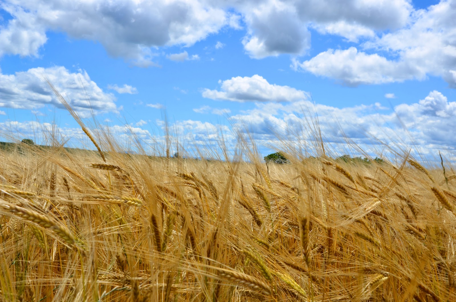 Waving Wheat