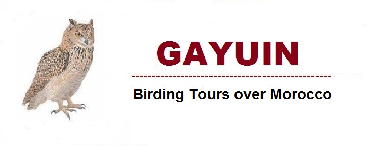 GAYUIN Birding Tours over Morocco