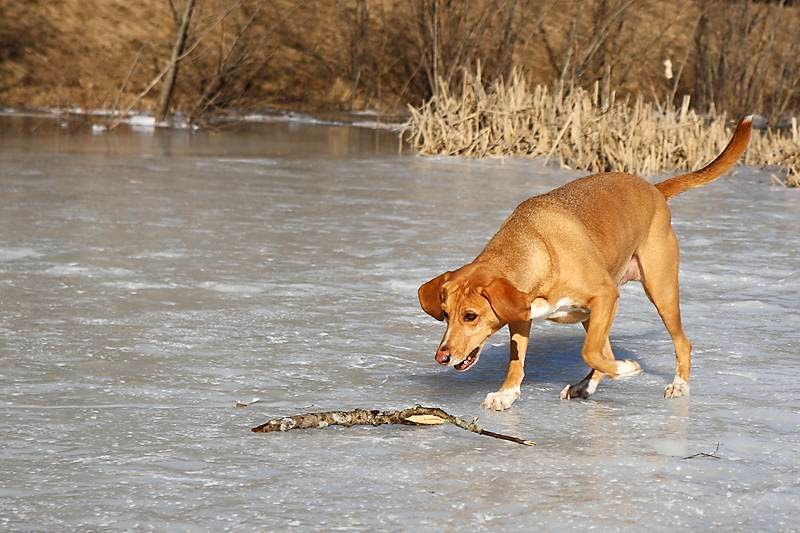 Dogs on Ice The Ark In Space