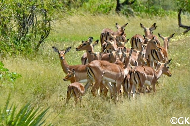 Weibliche Impalas oder Schwarzfersenantilopen (Apyceros melampus)