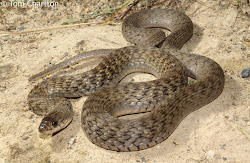 Keelback Snake HARMLESS