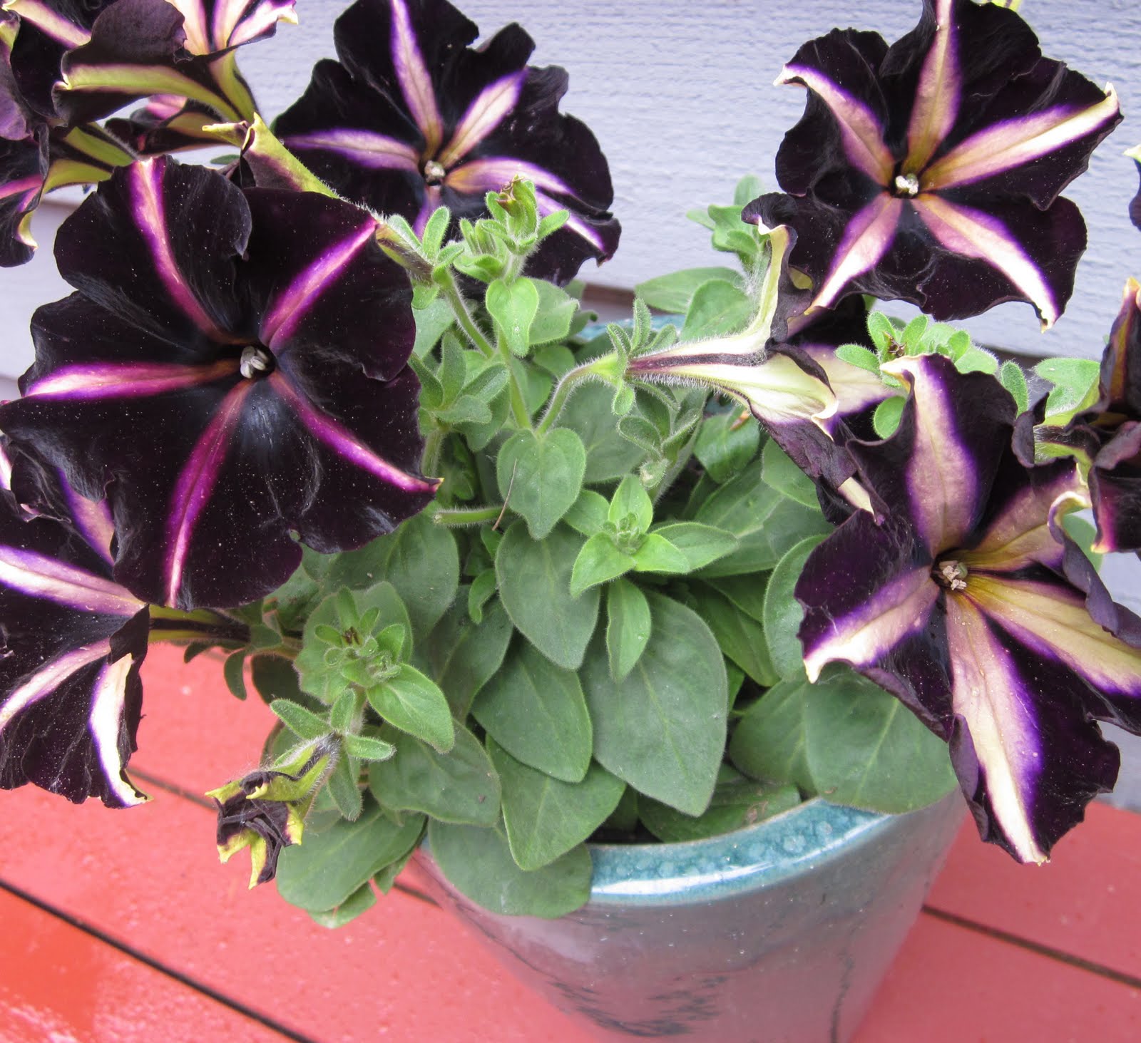My Petal Press Garden Blog Cool Petunia called "Pinstripe"
