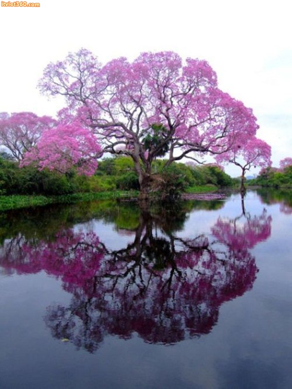 Brazilian Purple Piuva Tree