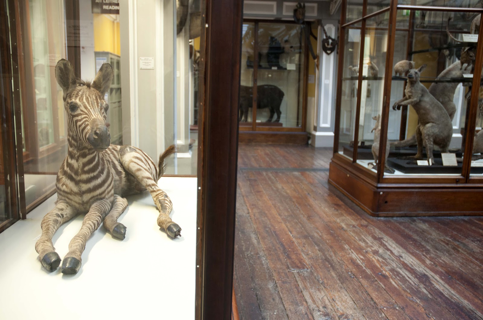 Lost and Found Images The Dead Zoo a Museum of a Museum