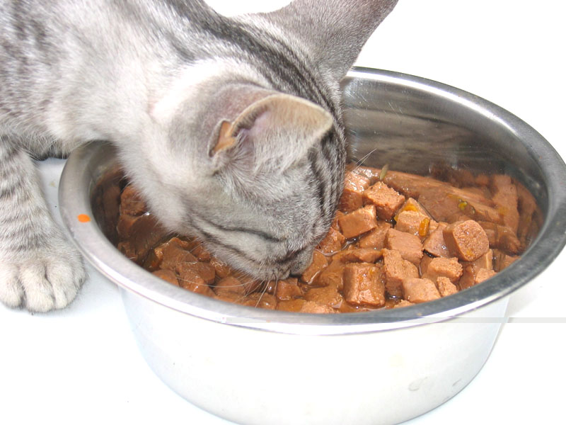 memories to remember Makanan Kucing yang Murah dan