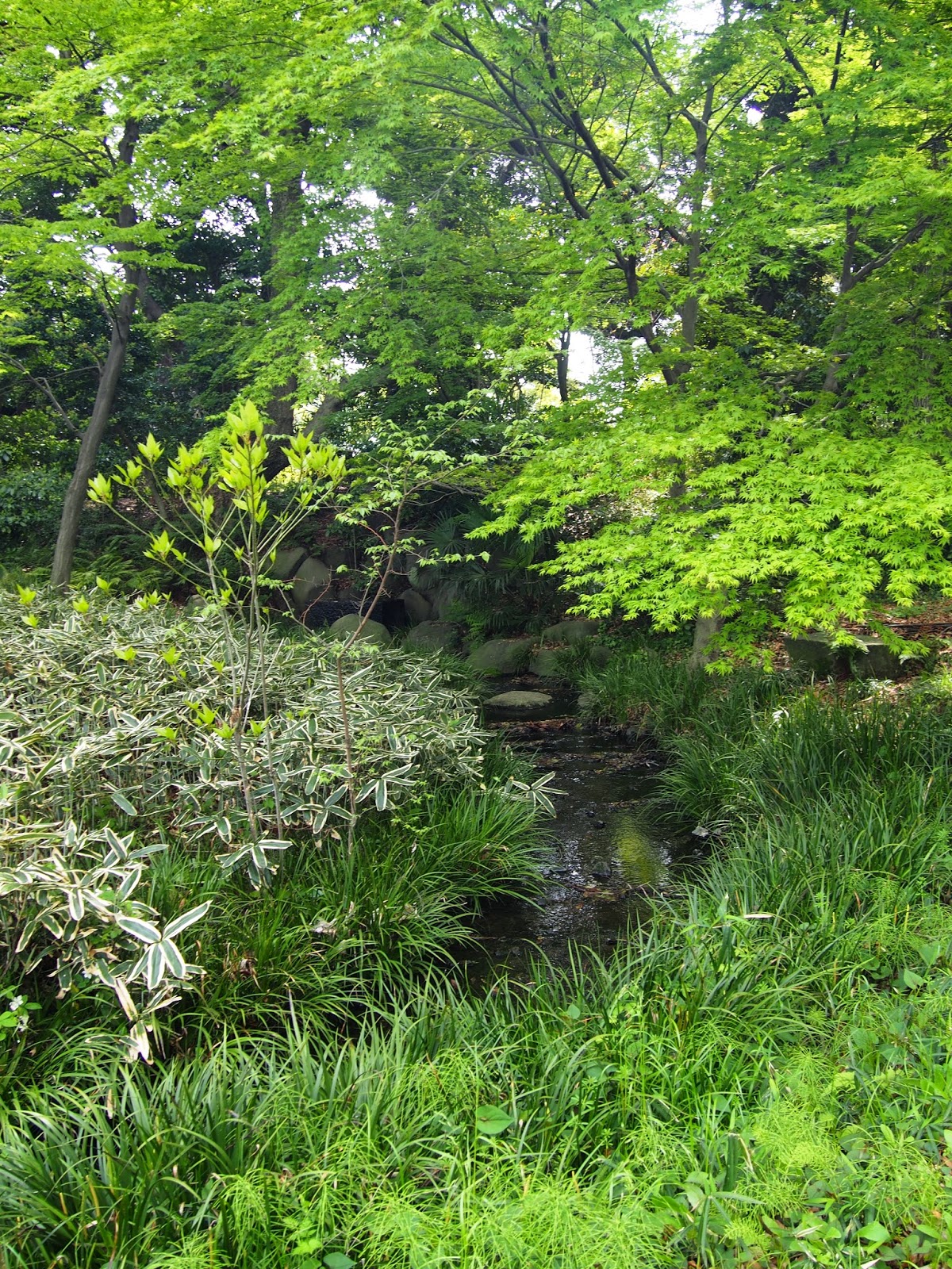 My Favorite Plant In The Garden This Week Is Rhododendron Hino