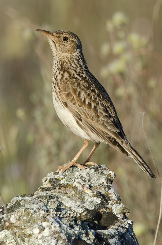 Alondra ricotí; alondra de dupont; Chersophilus duponti; Dupont´Lark. Alondra ricotí; alondra de dupont; Chersophilus duponti; Dupont´Lark.