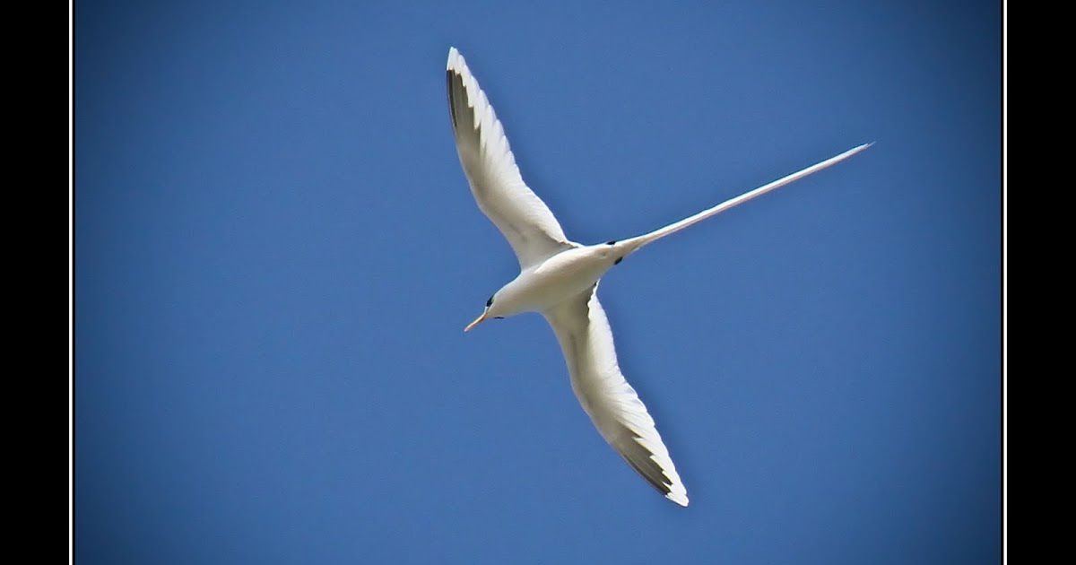 L'Oeil de Séb. Le Paille en Queue un oiseau des Îles.