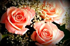 Cheirumun Ayu Cerpen Baby S Breath With Roses Love 3