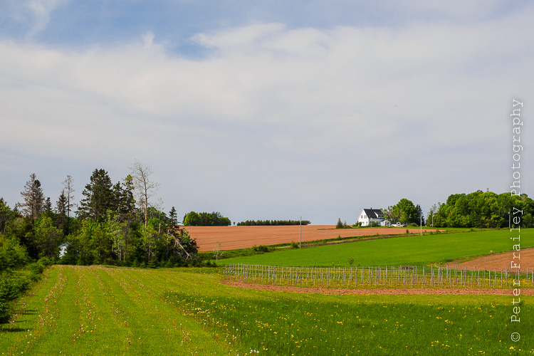 Peter Frailey Photography Blog The red soil farmland of PEI