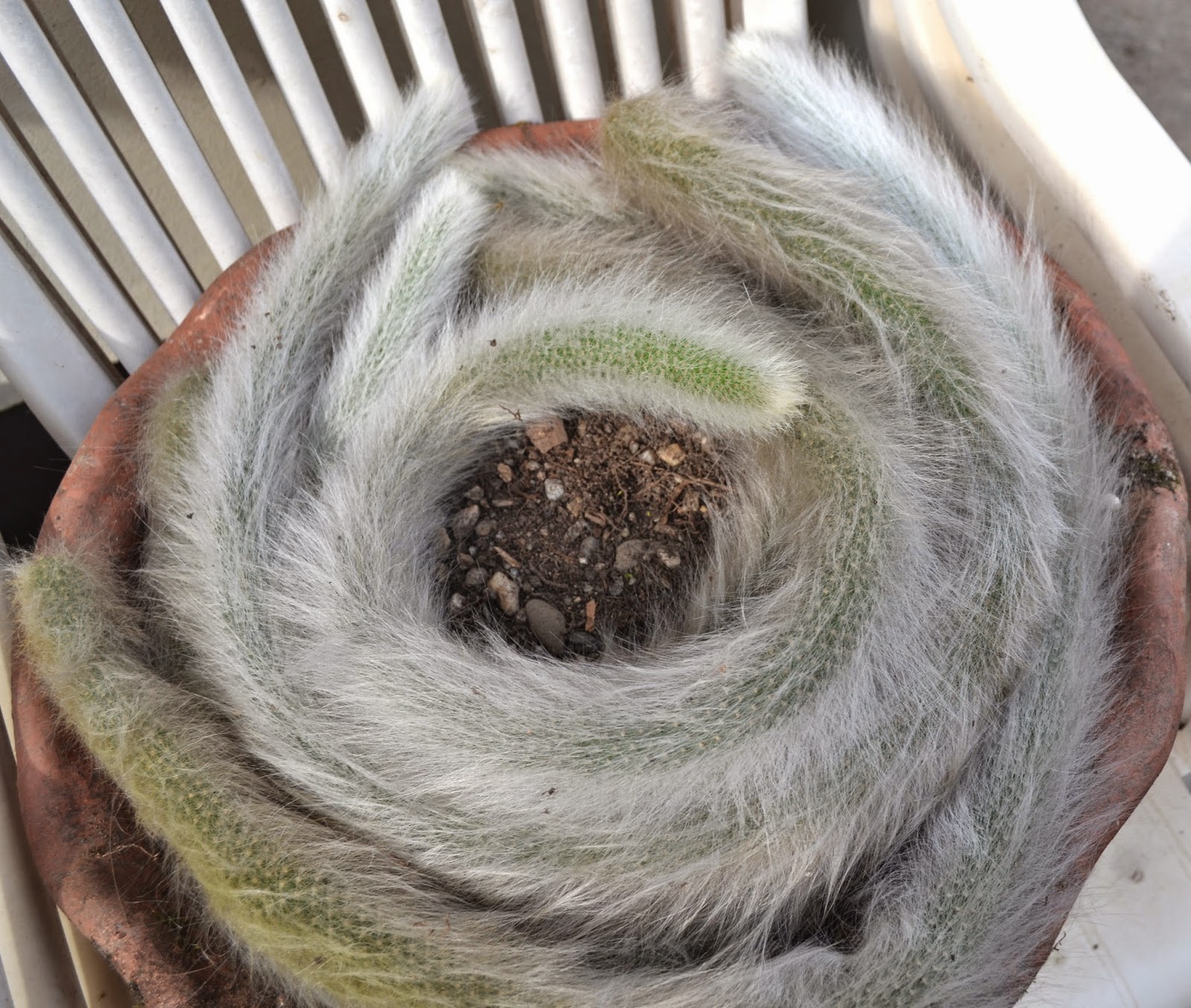 Dyckia Brazil Cleistocactus colademononis , monkey tail cactus