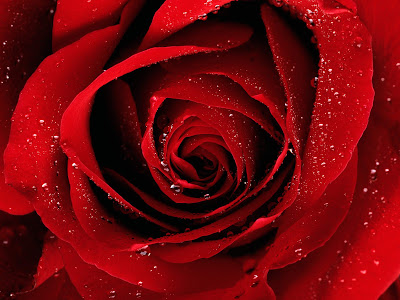 Best HD Red Rose Wallpapers