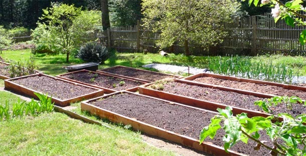 Dorina's Delight™: RAISED BED GARDEN