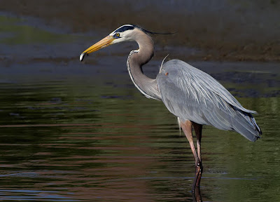 aves-birds-passaros-paisagens