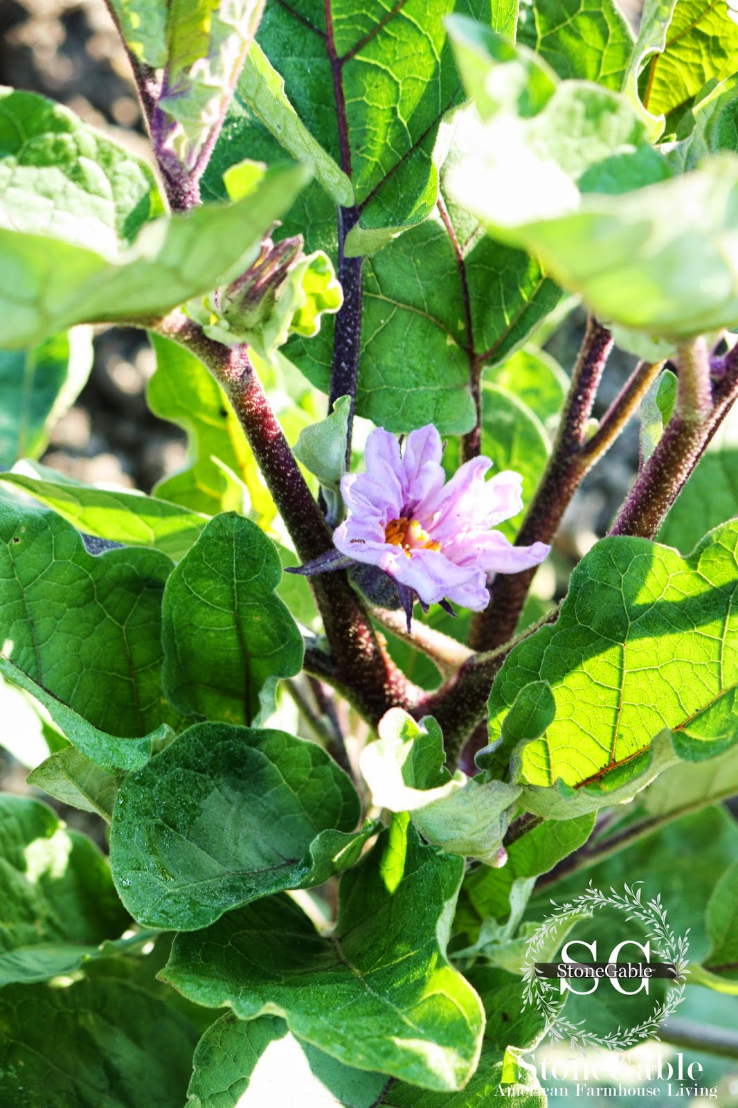 It S All About Purple A Special Sand Cherry Tree
