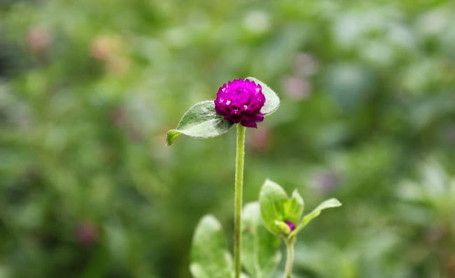 Gomphrena Flowers Pictures Gomphrena Flowers Pictures