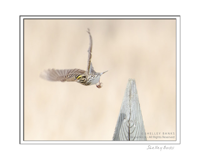 Savannah Sparrow; copyright Shelley Banks, all rights reserved. 
