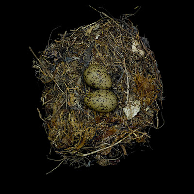[Image: bird-nests-sharon-beals-16.jpg]