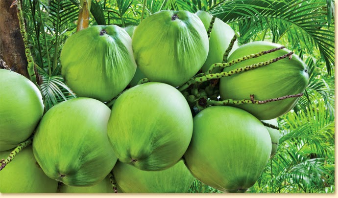 Kelapa Muda Sempoi