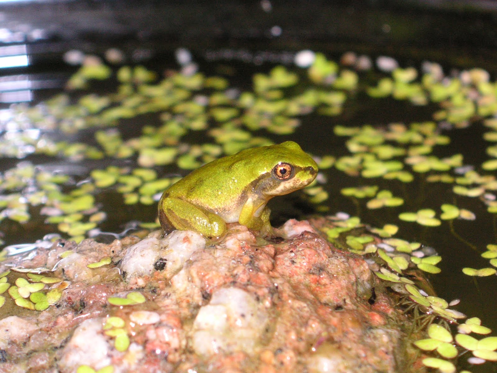 Nature ID Pacific chorus frog 07/15/12 at home