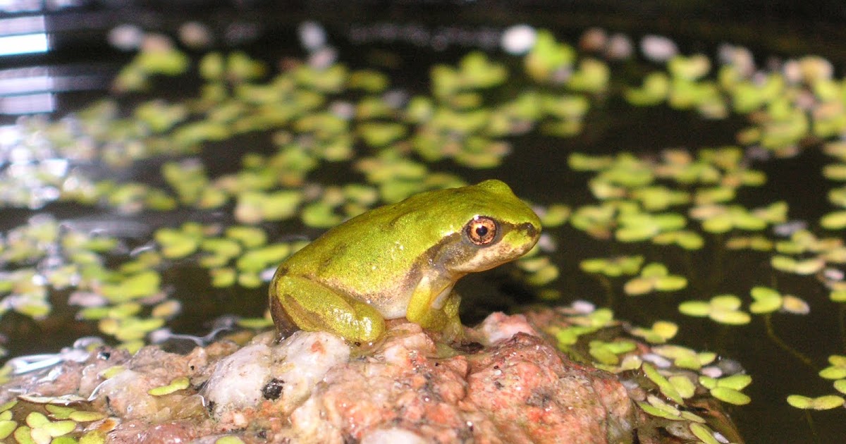 Nature ID Pacific chorus frog 07/15/12 at home
