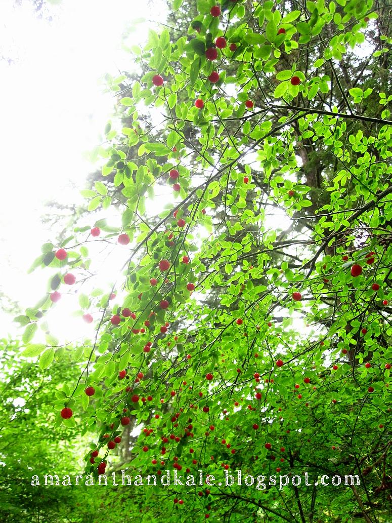 Amaranth & Kale Oregon Coast Wild Berry Sauce