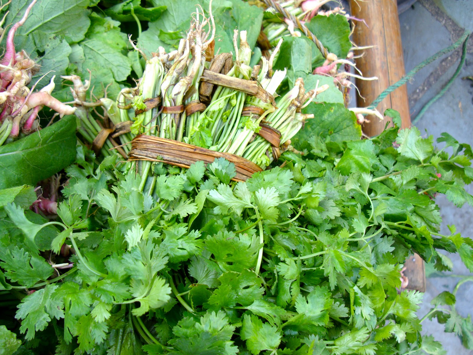 Taste of Nepal Cilantro or Fresh Coriander Hariyo Dhania ko Paat