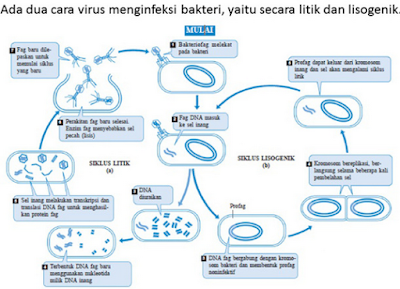 Kunci dan Pembahasan Latihan Soal SBMPTN Biologi Bab Virus ...