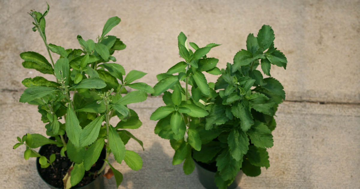 Ryo Central Stevia finally legal in Europe