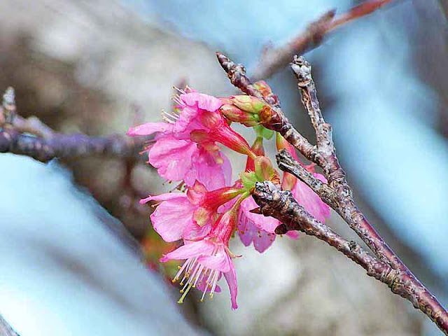 cherry tree, sakura, flowers