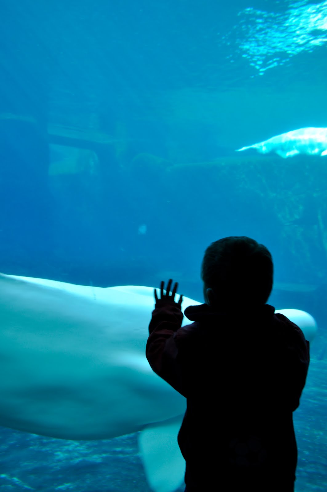 beluga whales diagram