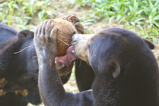 Der Zungenkuss Der Zungenkuss Paarungsritual Und Bakterienschleuder