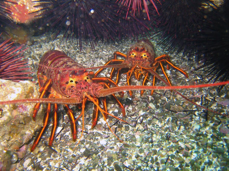 Marine Life California spiny lobster