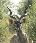 Beautiful dangerous wild animals pets of Africa: Kudu African's great