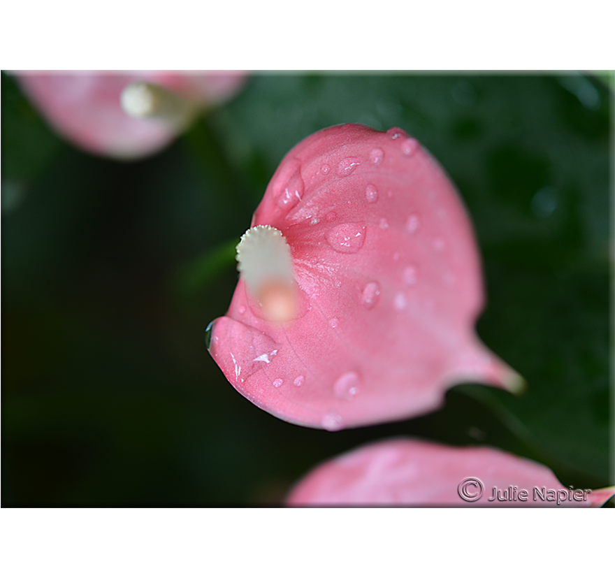 Pink Peace Lily