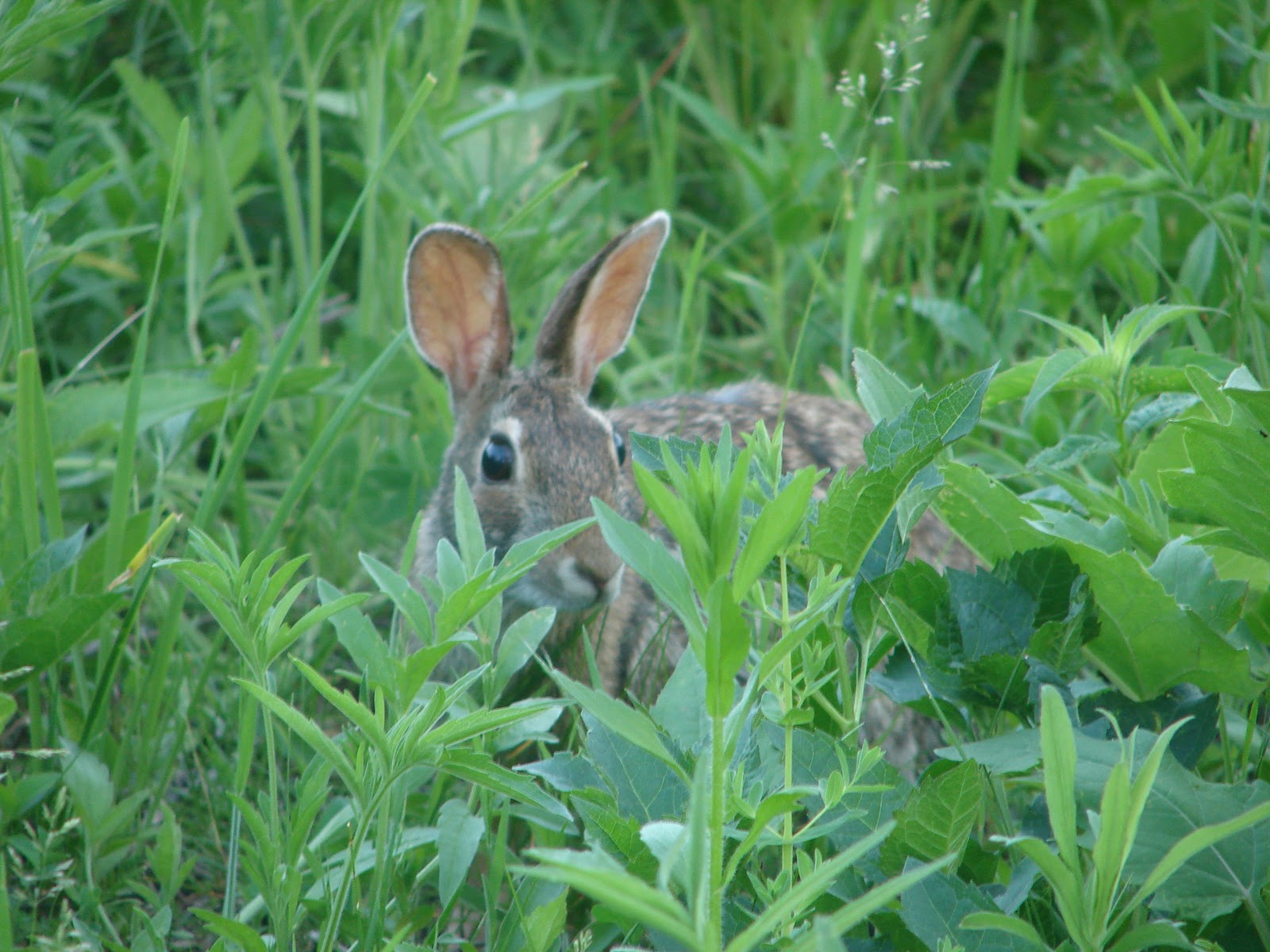 Our Life in Illinois Mammals