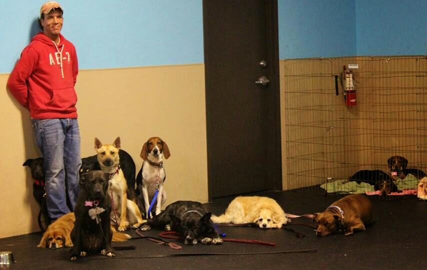 The Path To The Perfect Dog 5 Tips To Successfully Train Your Dog