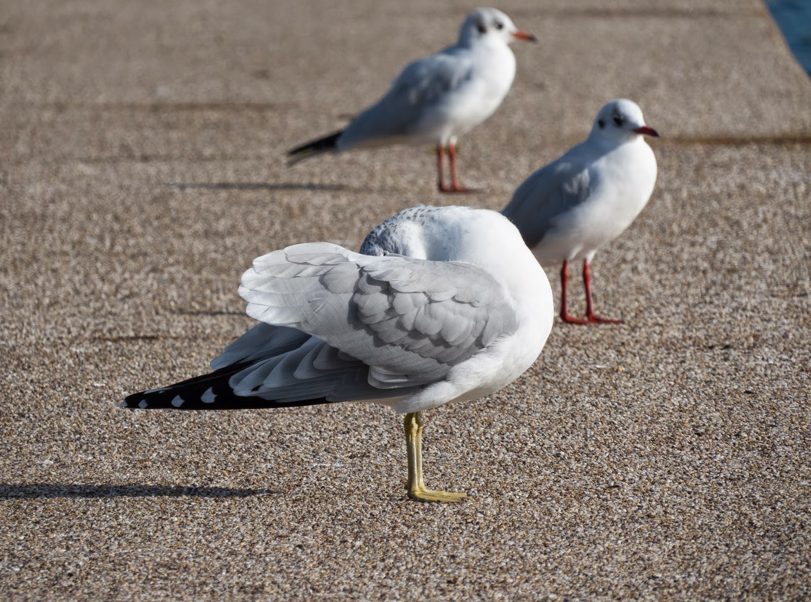 Ring-billed Gull