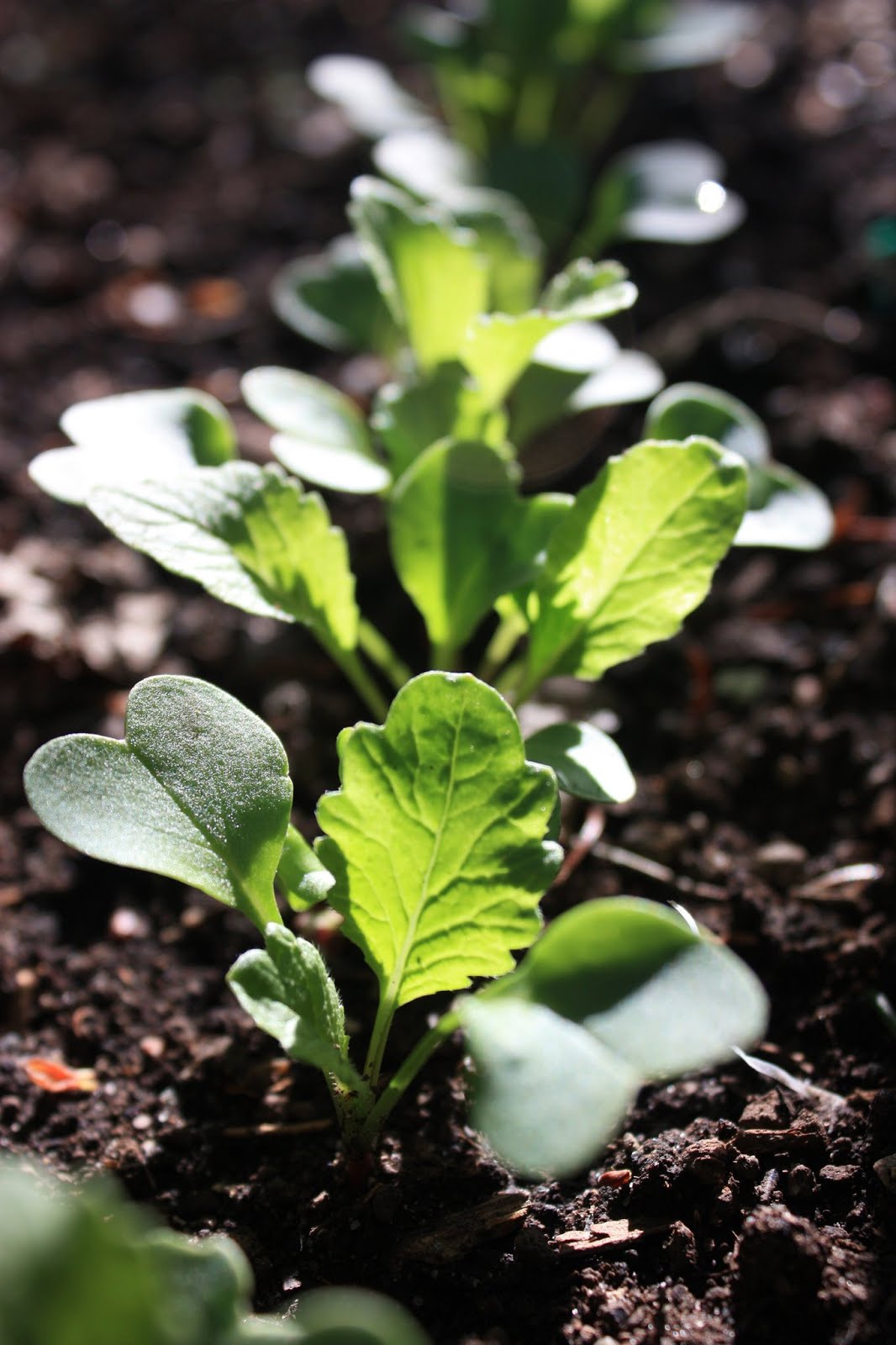 Slow Food Huron Valley photos