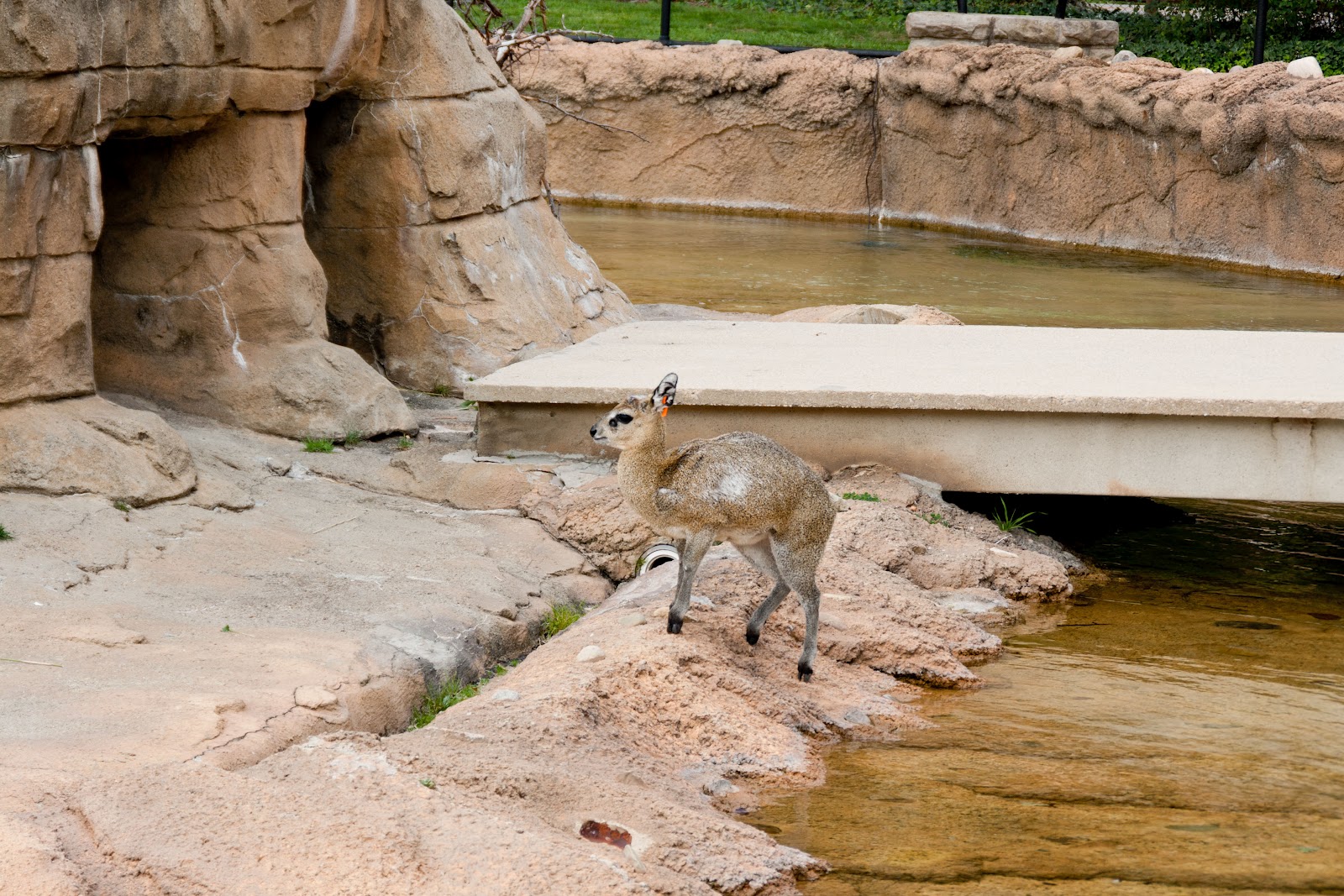 Cleveland City Guide The Cleveland Zoo Coffee + Cleveland