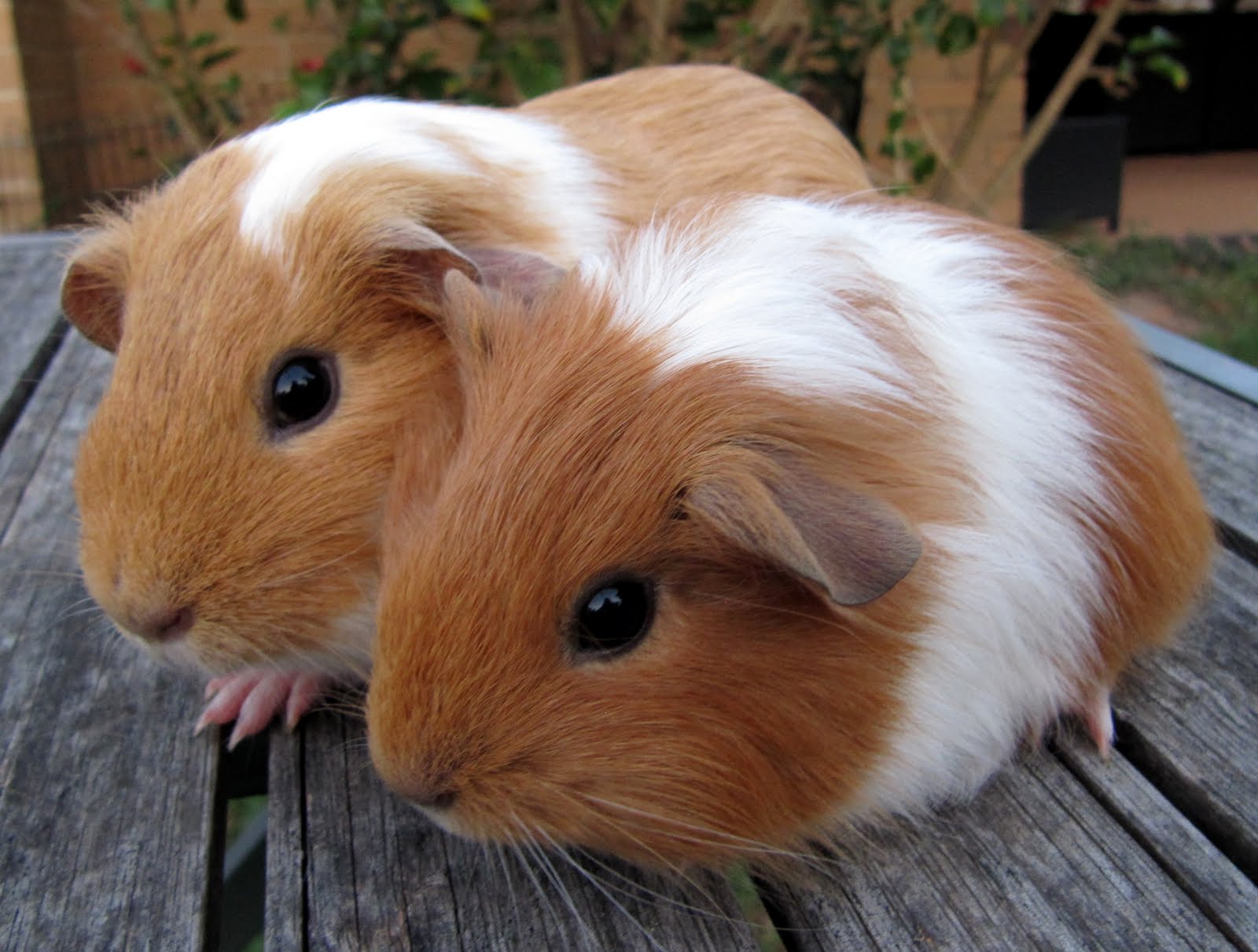 All Things Guinea Pig Ripley And Rafia